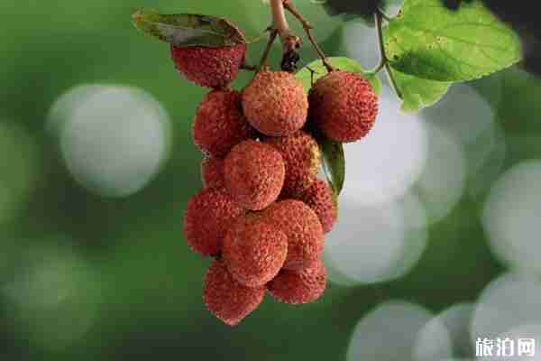 2020深圳荔枝几月份成熟及采摘园地址-采摘价格 2020深圳荔枝几月份成熟及采摘园地址-采摘价格