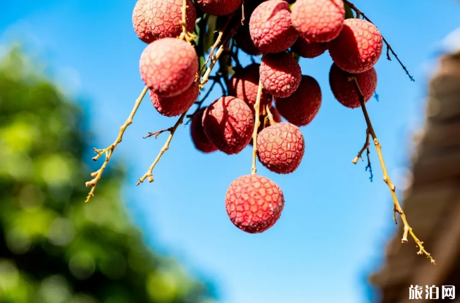 2020深圳荔枝几月份成熟及采摘园地址-采摘价格 2020深圳荔枝几月份成熟及采摘园地址-采摘价格