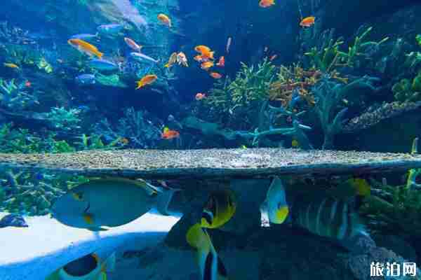 2020北京海洋馆开门了吗和开放时间 北京海洋馆预约门票方式 2020北京海洋馆开门了吗和开放时间 北京海洋馆预约门票方式