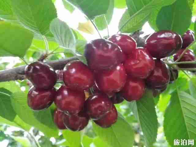 2020小岗村樱桃采摘节攻略 2020小岗村樱桃采摘节攻略