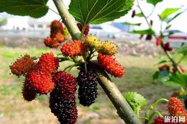 2020武汉桑葚采摘园地址和门票和交通 2020武汉桑葚采摘园地址和门票和交通