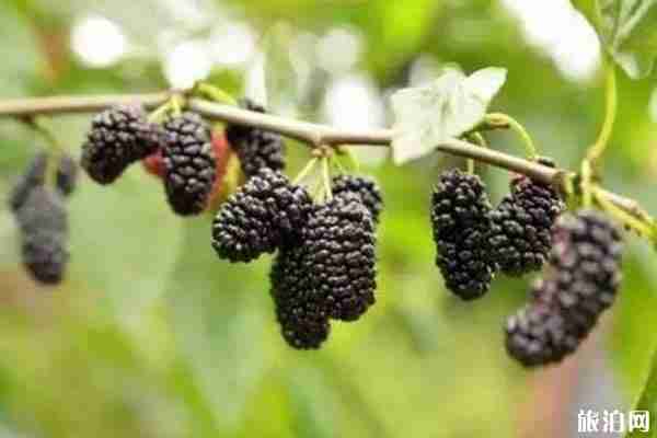 2020武汉桑葚采摘园地址和门票和交通 2020武汉桑葚采摘园地址和门票和交通