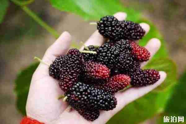 2020武汉桑葚采摘园地址和门票和交通 2020武汉桑葚采摘园地址和门票和交通