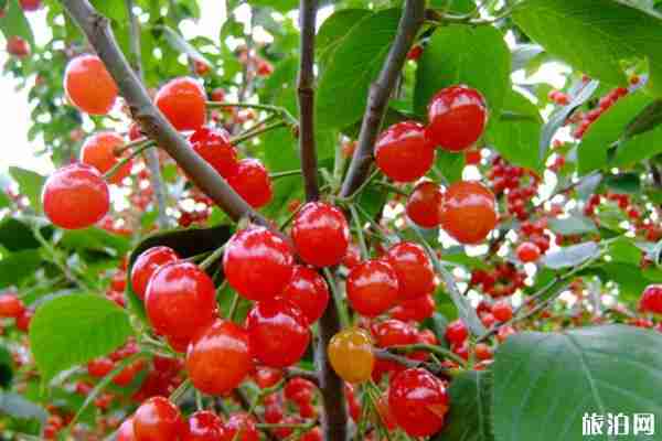 新泰樱桃节2020时间和地点 新泰樱桃节2020时间和地点