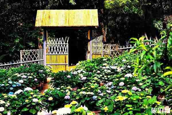 昆明郊野公园绣球花展2020时间和地点和门票 昆明郊野公园绣球花展2020时间和地点和门票