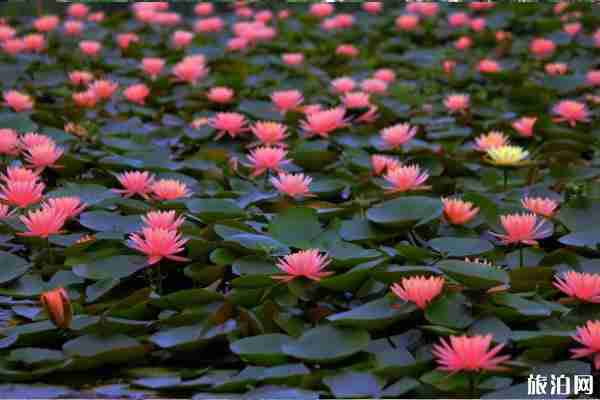 杭州睡莲观赏点推荐 杭州睡莲观赏点推荐