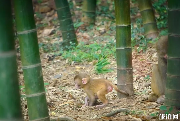 2020苏州上方山森林动物世界免费开放日时间及区域-预约指南 2020苏州上方山森林动物世界免费开放日时间及区域-预约指南