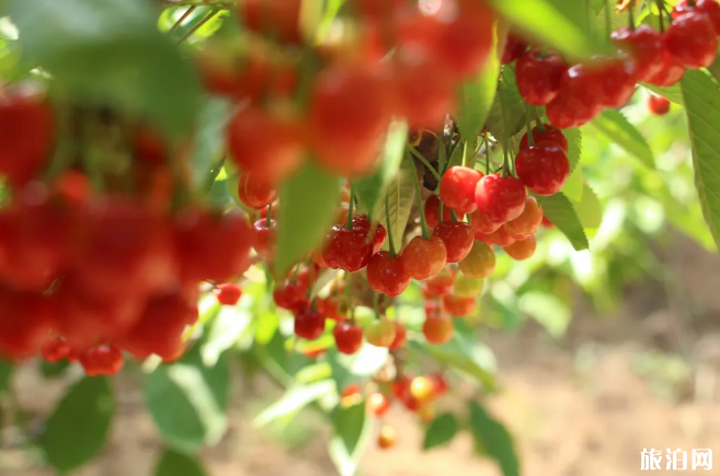 陕西热门樱桃采摘园介绍 西安周边樱桃园 陕西热门樱桃采摘园介绍 西安周边樱桃园