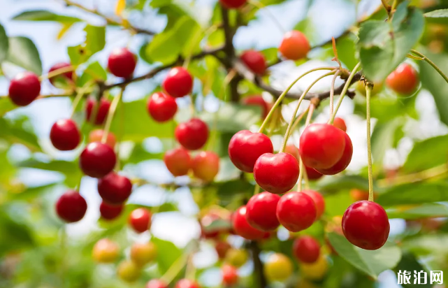 陕西热门樱桃采摘园介绍 西安周边樱桃园 陕西热门樱桃采摘园介绍 西安周边樱桃园