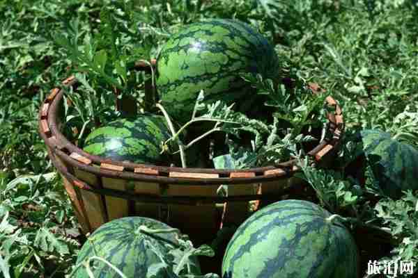 上海哪里有果园采摘的地方 上海哪里有果园采摘的地方