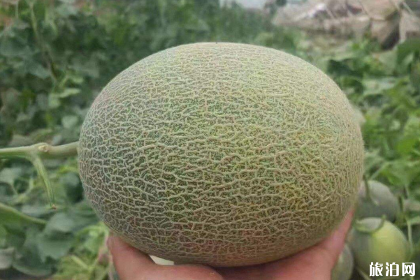 上海哪里有果园采摘的地方 上海哪里有果园采摘的地方