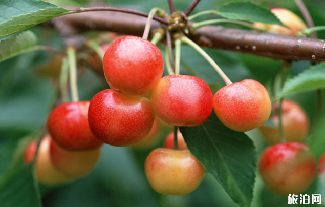 洛阳樱桃采摘哪里好