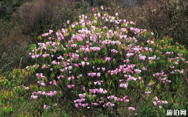 汶川五月赏花去哪里-门票地址及交通指南