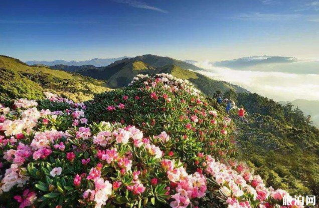 汶川五月赏花去哪里-门票地址及交通指南