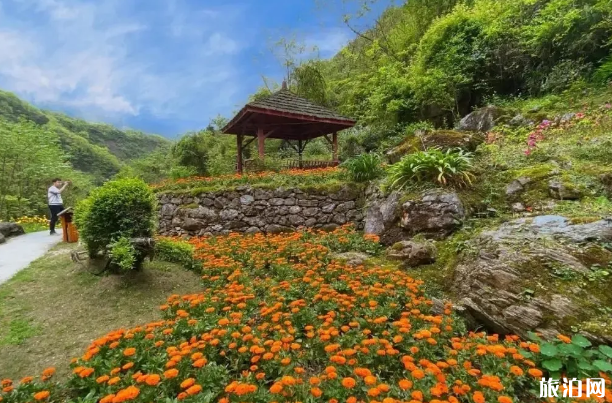 汶川五月赏花去哪里-门票地址及交通指南