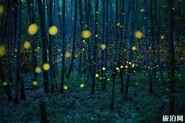 德阳及周边哪里可以看萤火虫 德阳及周边哪里可以看萤火虫