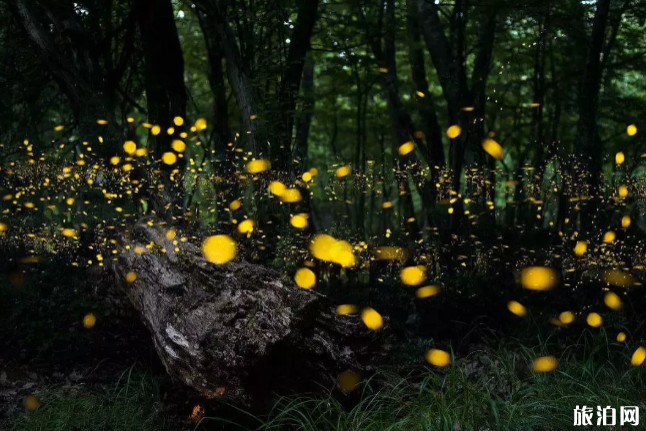 德阳及周边哪里可以看萤火虫 德阳及周边哪里可以看萤火虫