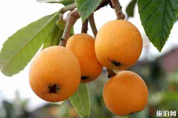 2020成都周边摘枇杷的地方推荐 成都周边枇杷采摘攻略