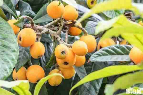 2020成都周边摘枇杷的地方推荐 成都周边枇杷采摘攻略