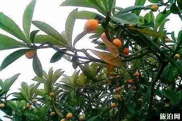 2020成都周边摘枇杷的地方推荐 成都周边枇杷采摘攻略