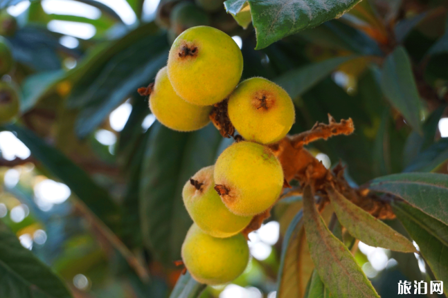 南京夏季水果采摘时间及地点推荐 南京夏季水果采摘时间及地点推荐