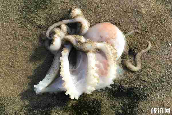 2020南澳岛赶海最佳时间是什么时候和最佳地点 2020南澳岛赶海最佳时间是什么时候和最佳地点