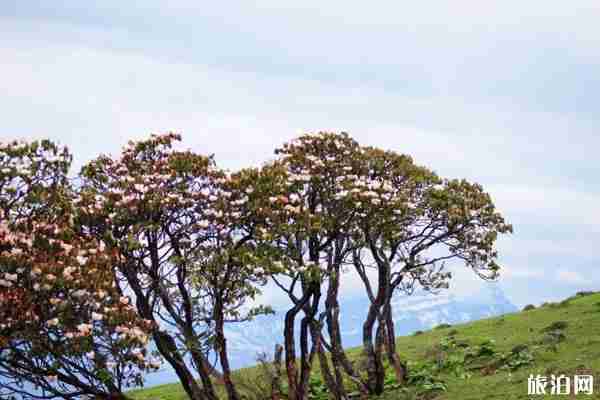平武磨子坪杜鹃花最佳观赏期及游玩指南-美食推荐 平武磨子坪杜鹃花最佳观赏期及游玩指南-美食推荐