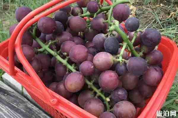 2020苏州枇杷什么时候上市 苏州太湖枇杷采摘攻略