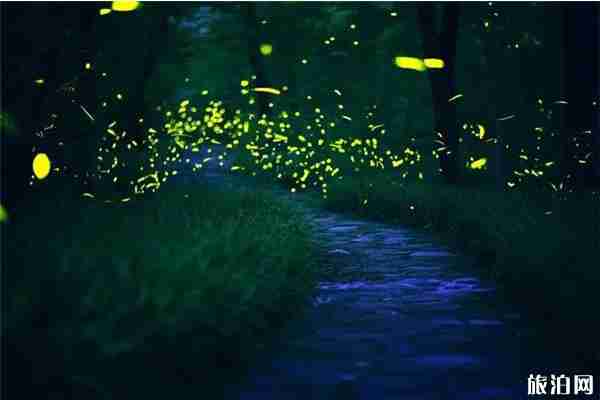 成都周边看萤火虫最佳的地方推荐