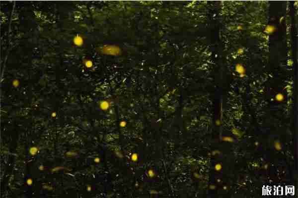 成都周边看萤火虫最佳的地方推荐