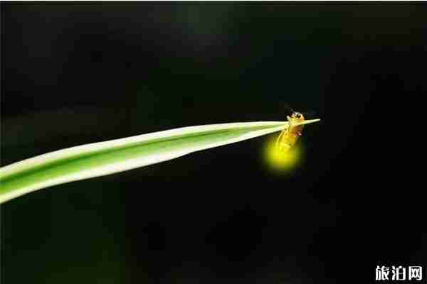 成都周边看萤火虫最佳的地方推荐