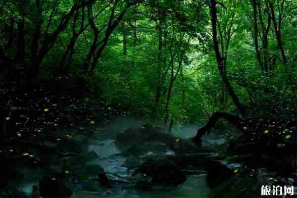 成都周边看萤火虫最佳的地方推荐