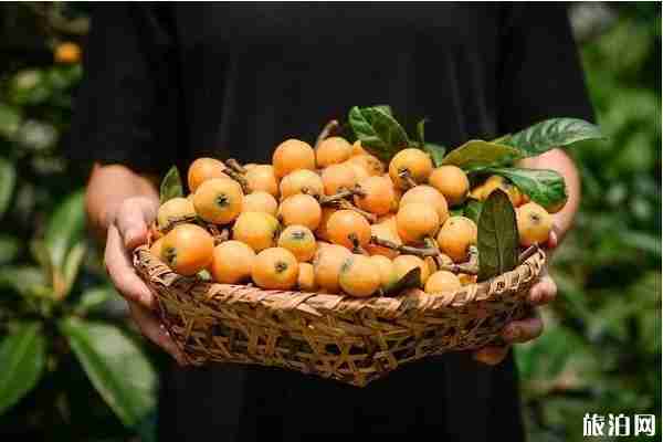 2020重庆枇杷采摘时间地点及价格-交通指南 2020重庆枇杷采摘时间地点及价格-交通指南