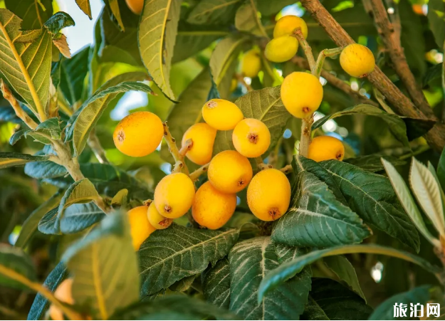 2020重庆枇杷采摘时间地点及价格-交通指南 2020重庆枇杷采摘时间地点及价格-交通指南