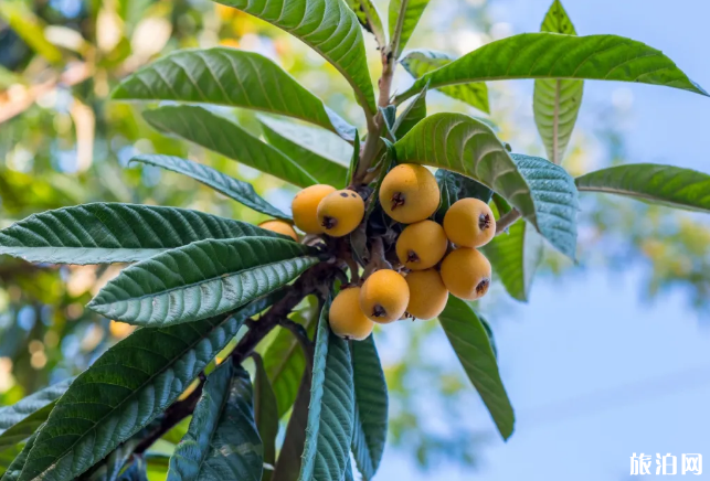 2020重庆枇杷采摘时间地点及价格-交通指南 2020重庆枇杷采摘时间地点及价格-交通指南