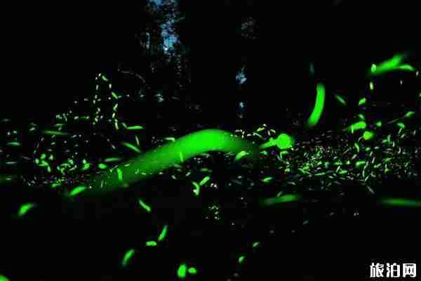 2020天台山萤火虫观赏时间 天台山萤火虫最佳观赏地点 2020天台山萤火虫观赏时间 天台山萤火虫最佳观赏地点