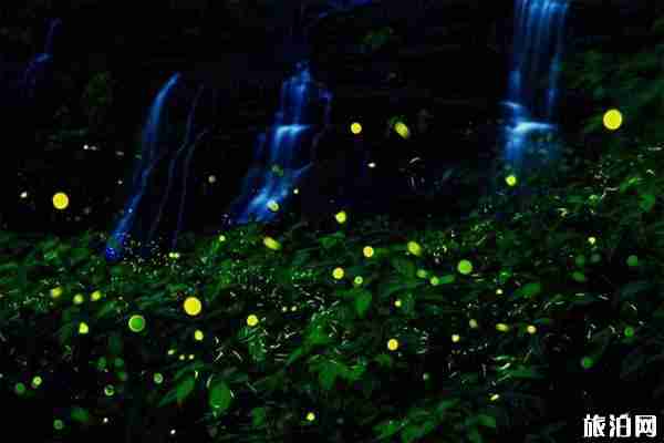 2020天台山萤火虫观赏时间 天台山萤火虫最佳观赏地点