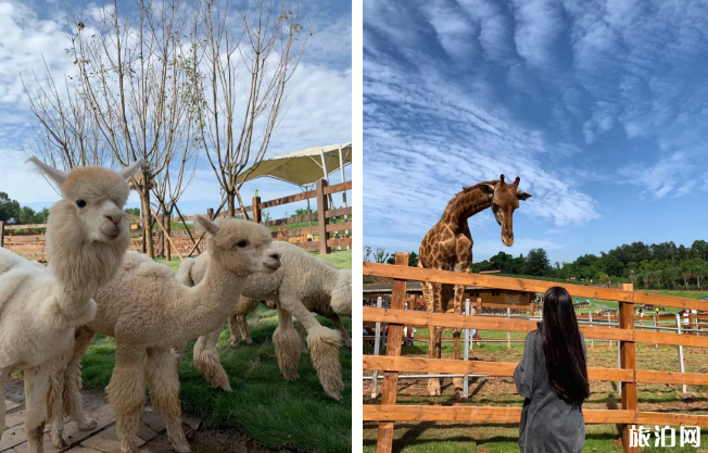 德阳周边牧场门票价格及交通指南 德阳牧场在哪里-游玩攻略