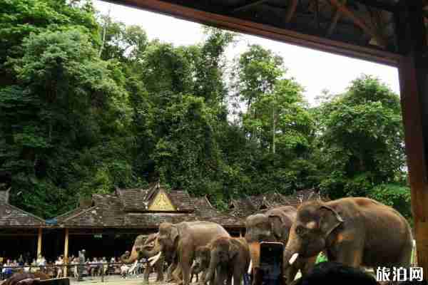野象谷棧道游玩攻略-觀光索道價格