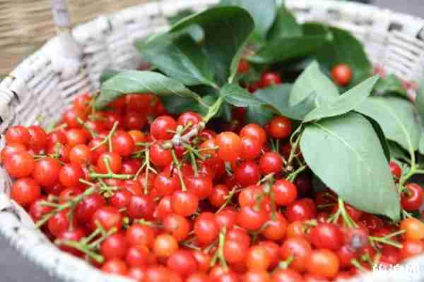 貴州櫻桃?guī)自路莩墒?貴州哪里有櫻桃-價格及交通