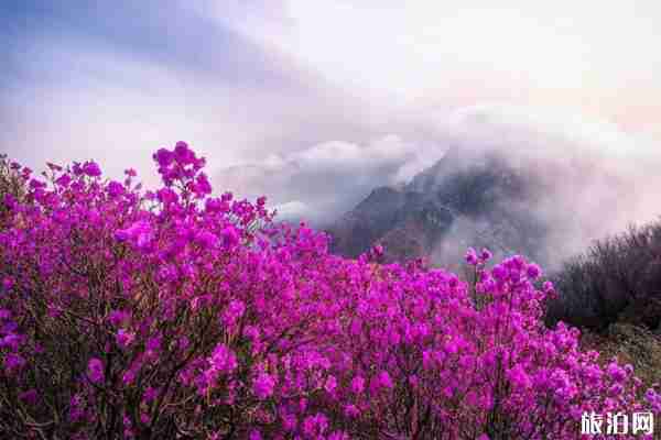 大黑山杜鵑花海街月份 2020遼寧大黑山杜鵑花觀賞預約指南 大黑山杜鵑花海街月份 2020遼寧大黑山杜鵑花觀賞預約指南