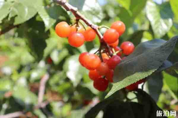 四川攀枝花樱桃采摘去哪-交通指南 四川攀枝花樱桃采摘去哪-交通指南