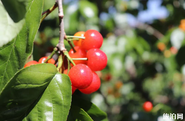 四川攀枝花樱桃采摘去哪-交通指南 四川攀枝花樱桃采摘去哪-交通指南