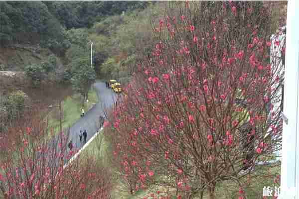 2020廣州從化錦洞桃花節1月18日開啟 持續時間-活動內容 2020廣州從化錦洞桃花節1月18日開啟 持續時間-活動內容