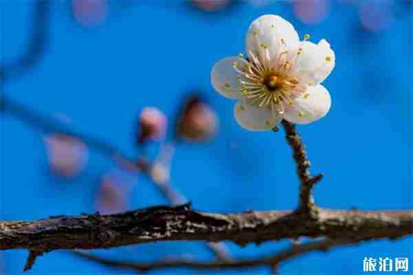 杭州超山梅花什么時候開 附2020梅花節活動時間安排 杭州超山梅花什么時候開 附2020梅花節活動時間安排