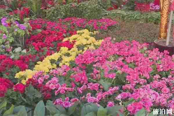 惠東縣2020年迎春花市 時間+地點