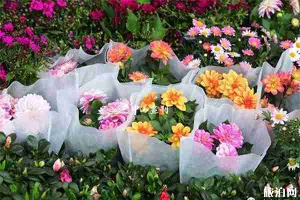 2020斗門迎春花市1月15日開啟 持續時間+內容介紹