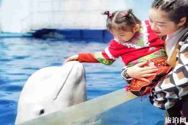 2019年福州海洋馬戲嘉年華有哪些活動 2019年福州海洋馬戲嘉年華有哪些活動