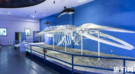 2019年福州海洋馬戲嘉年華有哪些活動 2019年福州海洋馬戲嘉年華有哪些活動