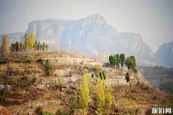 羅圈村銀杏節什么時候舉辦 2019羅圈村銀杏節11月9日開啟